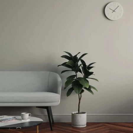 Lick Grey 04 Eierschale